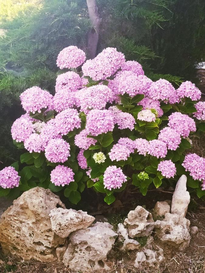 ホテル Panorama Palaiοpolis Palaiopoli  エクステリア 写真